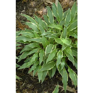 Hosta Stiletto
