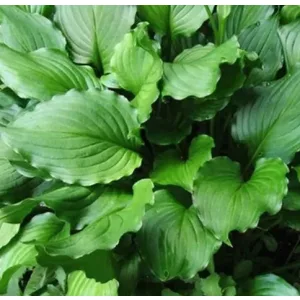 Hosta Stirfry - Árnyékliliom