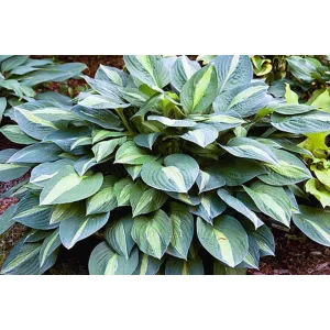 Hosta Striptease - Árnyékliliom