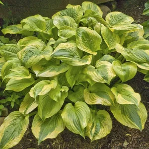 Hosta Summer Breeze - Árnyékliliom