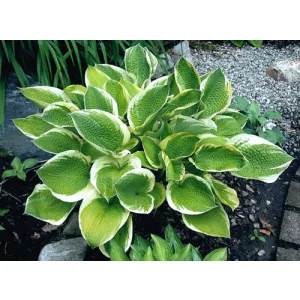 Hosta Sunshine Glory - Árnyékliliom