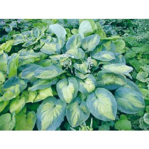 Hosta Super Nova - Árnyékliliom