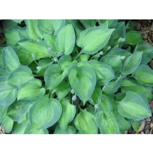 Hosta Tick Tock - Árnyékliliom