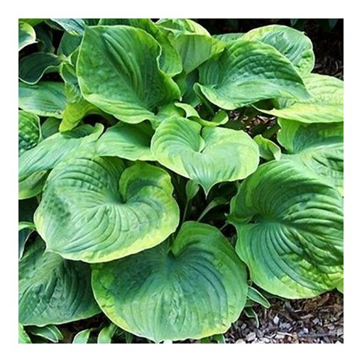 Hosta Titanic - Árnyékliliom