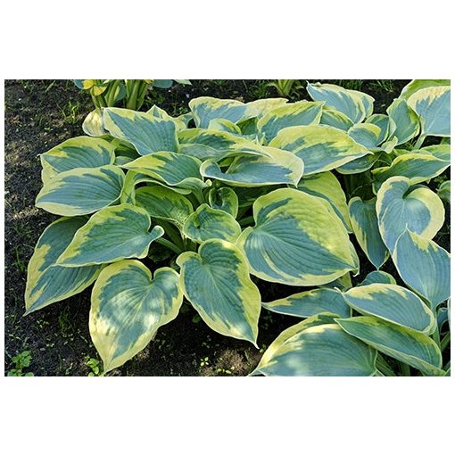 Hosta Tooty Mae - Árnyékliliom