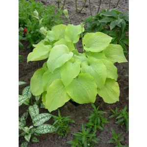 Hosta Tortilla Chip - Árnyékliliom