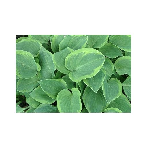 Hosta Toy Soldier - Árnyékliliom