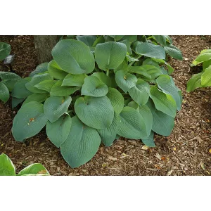 Hosta True Blue - Árnyékliliom