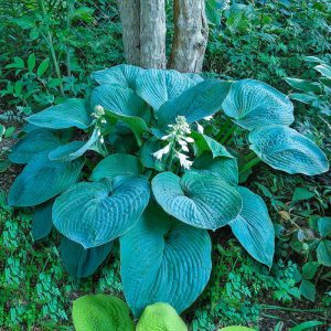Hosta Umbrella - Árnyékliliom