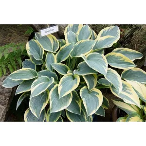 Hosta Valleys Glacier - Árnyékliliom