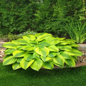 Hosta Velvet Moon - Árnyékliliom