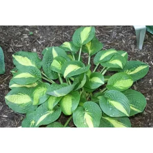 Hosta Warwick Comet - Árnyékliliom
