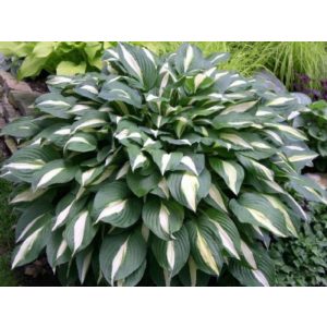 Hosta White Bikini - Árnyékliliom