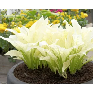 Hosta White Feather - Árnyékliliom