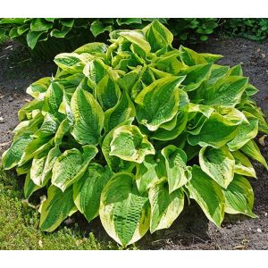Hosta Wide Brim - Árnyékliliom