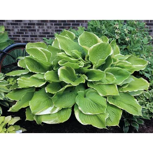 Hosta Winter Snow - Árnyékliliom