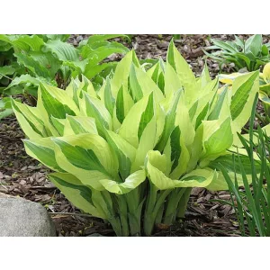 Hosta Yellow Polka Dot Bikini - Árnyékliliom