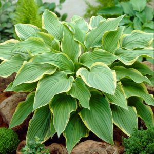 Hosta Yellow River - Árnyékliliom