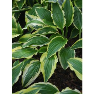 Hosta Yellow Splash Rim