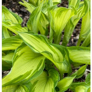 Hosta fortunei Albopicta - Árnyékliliom
