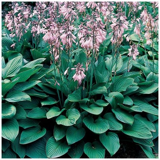 Hosta for. Hyacinthina