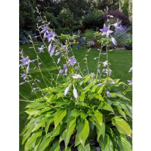 Hosta lancifolia