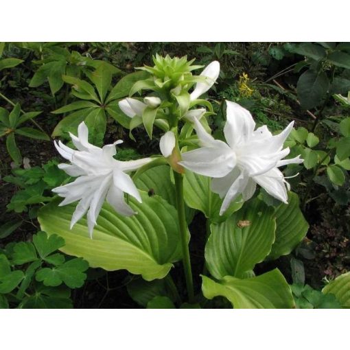 Hosta plantaginea Venus - Árnyékliliom