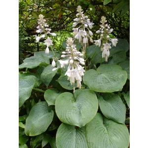 Hosta sieboldiana