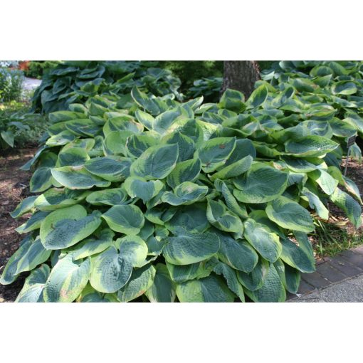 Hosta sieboldiana Francess Williams - Árnyékliliom