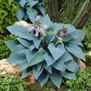 Hosta tardiana Halcyon - Árnyékliliom