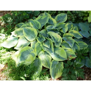 Hosta tokudama Flavocircinalis - Árnyékliliom