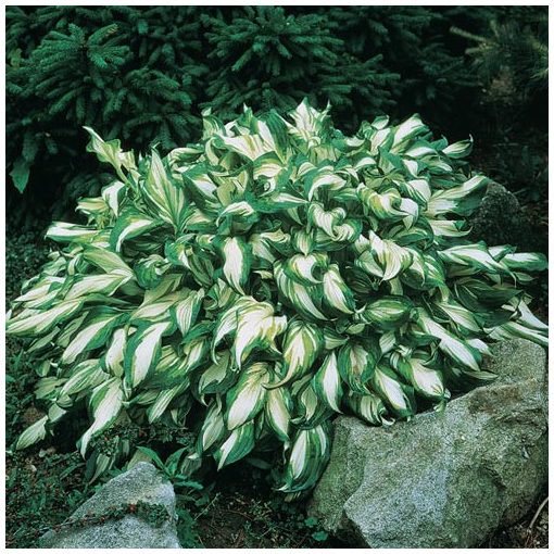 Hosta undulata Mediovariegata - Árnyékliliom