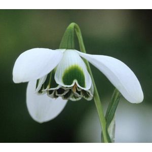 Galanthus Dionysus - Hóvirág