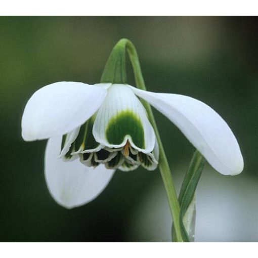 Galanthus Dionysus - Hóvirág