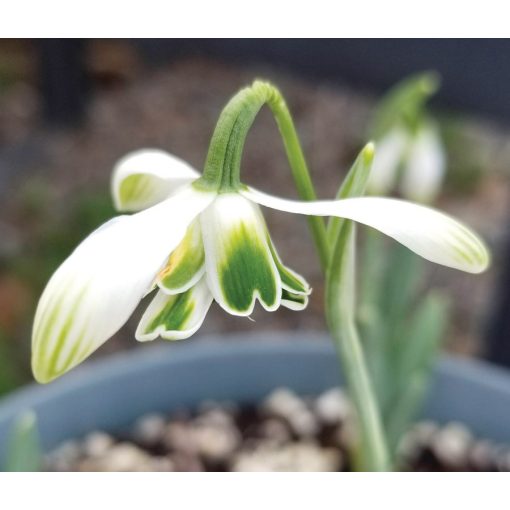 Galanthus Hippolyta - Hóvirág