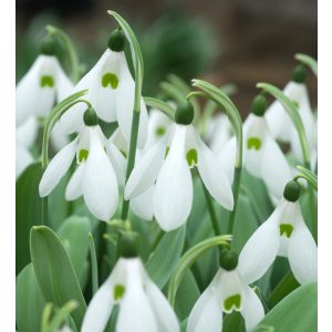 Galanthus Mount Everest - Hóvirág