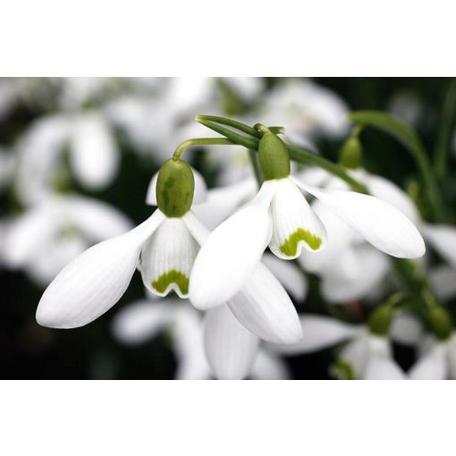 Galanthus S. Arnott - Hóvirág