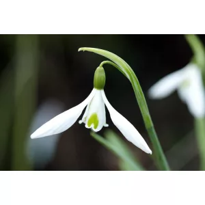 Galanthus atkinsii - Hóvirág