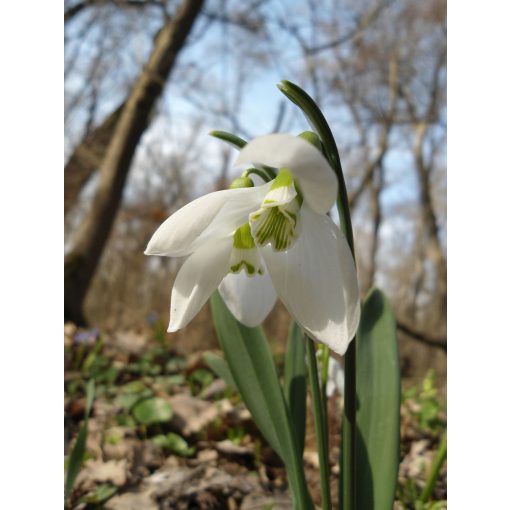 Galanthus elwesii - Hóvirág