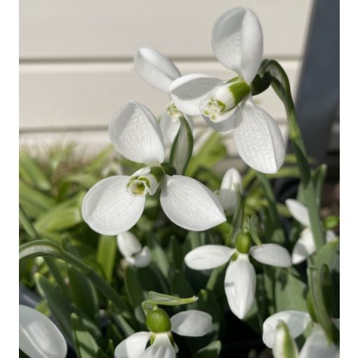 Galanthus elwesii Polar Bear - Hóvirág