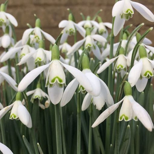 Galanthus nivalis - Hóvirág