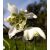 Galanthus nivalis Flore Pleno - Hóvirág