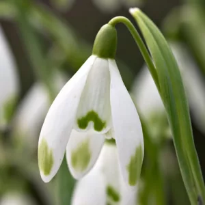 Galanthus nivalis Viridapice - Hóvirág