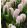 Hyacinthus China Pink