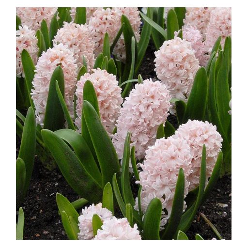 Hyacinthus China Pink