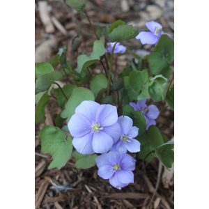 jeffersonia-dubia