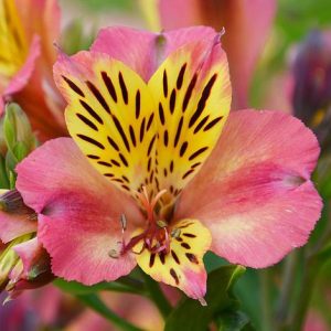 Alstroemeria Cahors - Inkaliliom