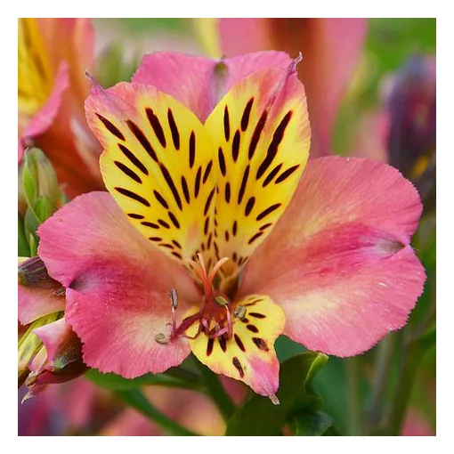 Alstroemeria Cahors - Inkaliliom