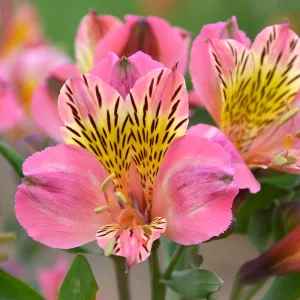 Alstroemeria Colorita Flirt (p19) - Inkaliliom