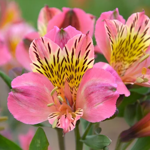 Alstroemeria Colorita Flirt (p19) - Inkaliliom